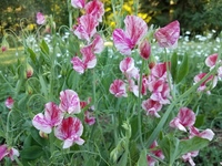 America Sweet Pea
