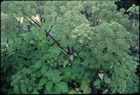 Archangel (Angelica)