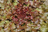 Antares (Lettuce)