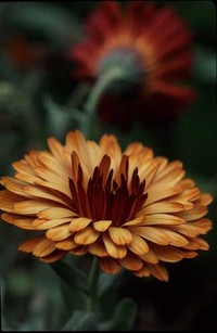 Antares Flashback (Calendula)