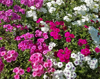 Art Shades Mix Phlox