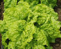 Australian Yellow (Lettuce)