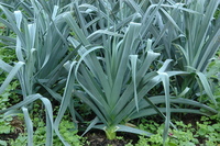 Belgian Breeder\'s Winter Mix (Leeks)