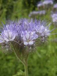 Best Find Phacelia