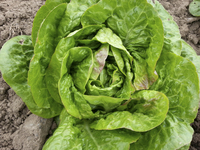 Big Island Lettuce