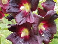 Black Hollyhock