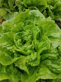 Blondie Lettuce