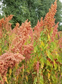 Buffy Quinoa