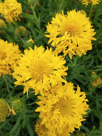 Butter and Cream Gaillardia/Blanket Flower