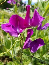 Captain of the Blues Sweet Pea