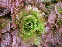 Cardinale (Lettuce)