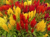 Century Mix Celosia