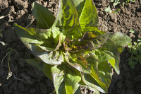 Chadwick's Rodan Lettuce