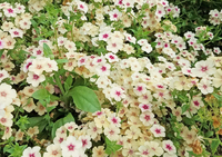 Cherry Caramel Phlox