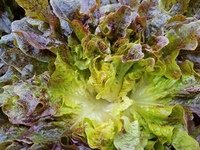 Cinnamon Oak Lettuce