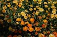 Citrus Sherbert Mix Calendula