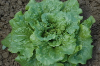 Concept (Lettuce)