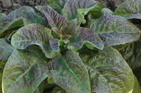 Cracoviensis (Lettuce)