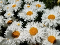 Crazy Daisy (Chrysanthemum)