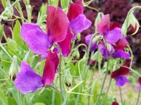 Cupani Sweet Pea