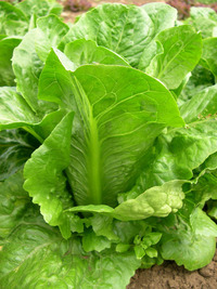 Dark Green Romaine (Lettuce)