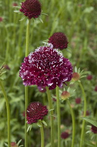 Deep Red (Scabiosa)