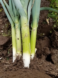 Delft Perpetual Leeks