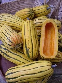 Delicata Zeppelin (Winter Squash)