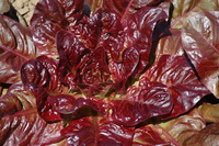 Devils Tongue (Lettuce)