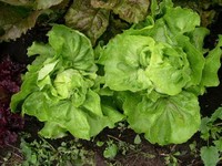 Divina (Lettuce)
