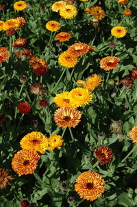 Double Flashback Mix (Calendula)