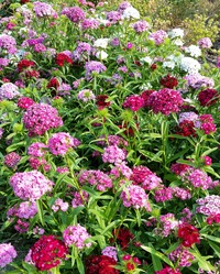 Doubled Chinensis Mix (Dianthus)