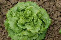 Dubya Green Density (Lettuce)