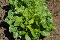 Emerald Fan Lettuce