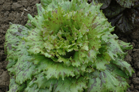 Falstaff (Lettuce)