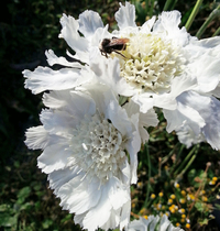 Fama White Scabiosa