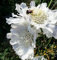 Fama White (Scabiosa)