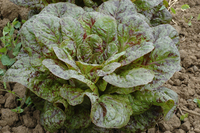 Fascix Romaine (Lettuce)