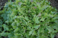 Fine Cut Oak (Lettuce)