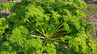 Forest Green (Parsley)