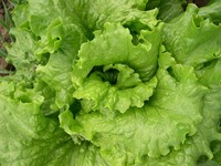 Formidana (Lettuce)