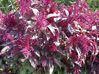 Four Star Explorers Mix (Amaranth)