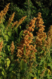 French Vanilla (Quinoa)