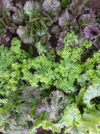 Frilled Dragon Magma Mix Mustard: Indian