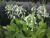 Ghost Pipes (Nicotiana)
