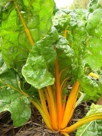 Golden Chard (Beet Leaf-Chard)