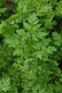 Great Green (Chervil)
