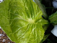 Hirayama Kai Choi Mustard: Indian