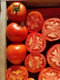 Homestead Tomato