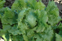 Iceberg (Lettuce)